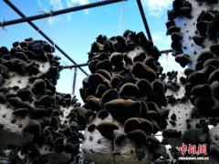 “东宁黑木耳”今年全产业链产值和销售收入将超百亿元